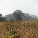 imcongo